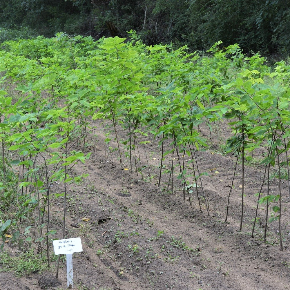 Hackberry bareroot seedlings in field rows