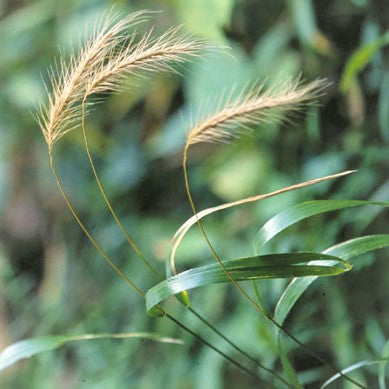 
                  
                    Silky Wild-Rye; Hairy Wild Rye - Elymus villosus
                  
                