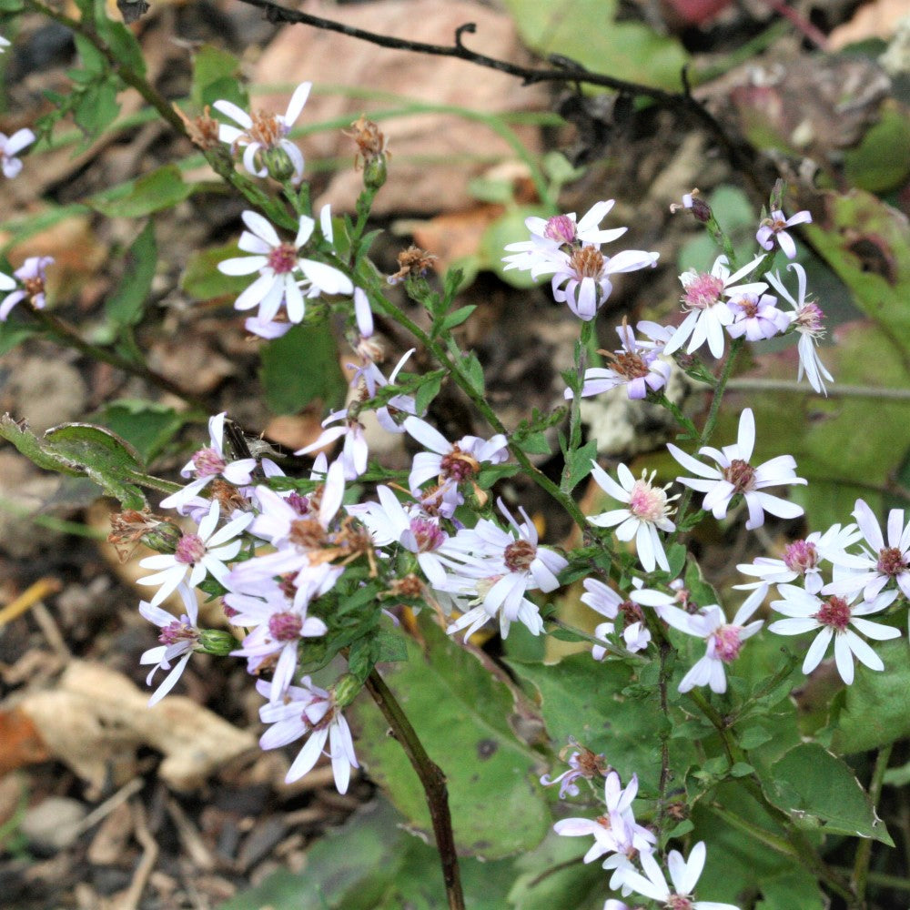
                  
                    Heart-leaved aster wildflowers in nature
                  
                