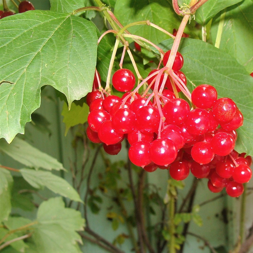 Highbush cranberries - Ontario native viburnum species