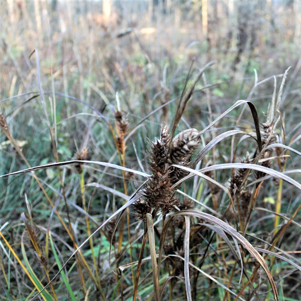 
                  
                    Hop Sedge - Carex lupulina
                  
                