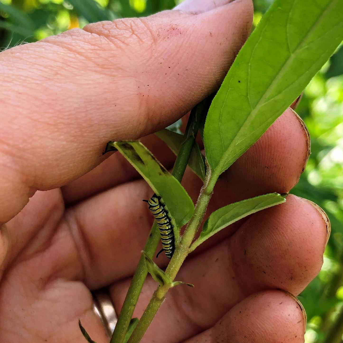 
                  
                    Monarch caterpillar
                  
                