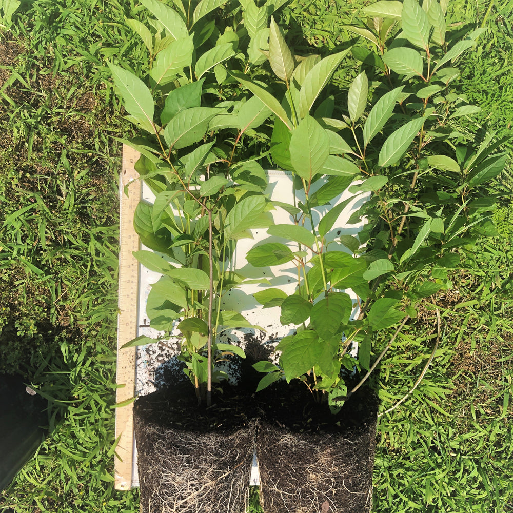 
                  
                    Buttonbush shrub 2 gallon pots - roots visible, pot removed
                  
                