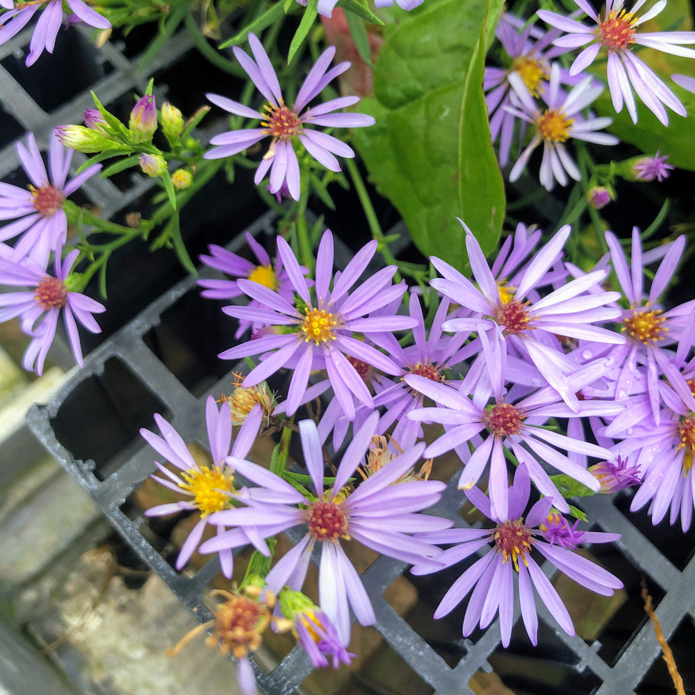 Heart-leaved aster in greenhouse