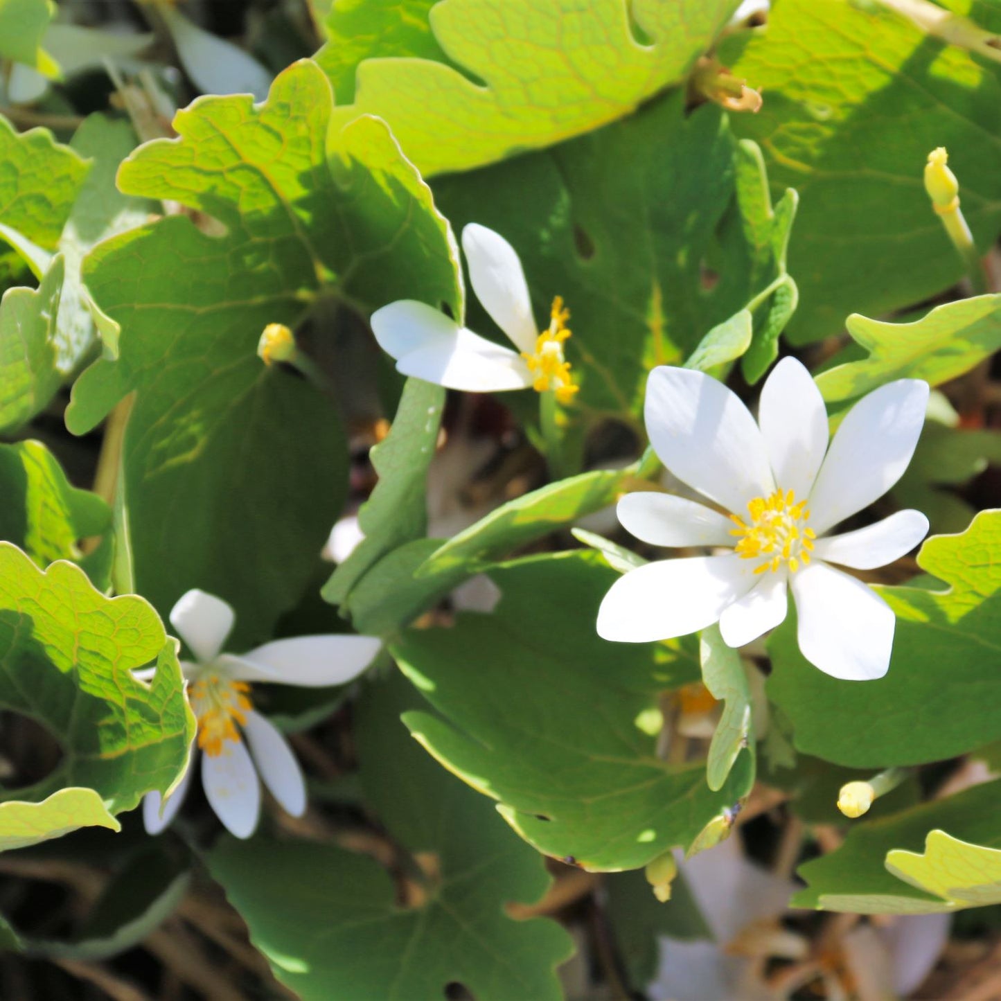Shade house bloodroot in bloom