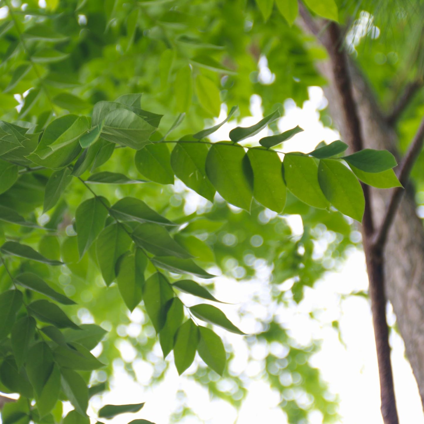 Kentucky coffee tree leaves