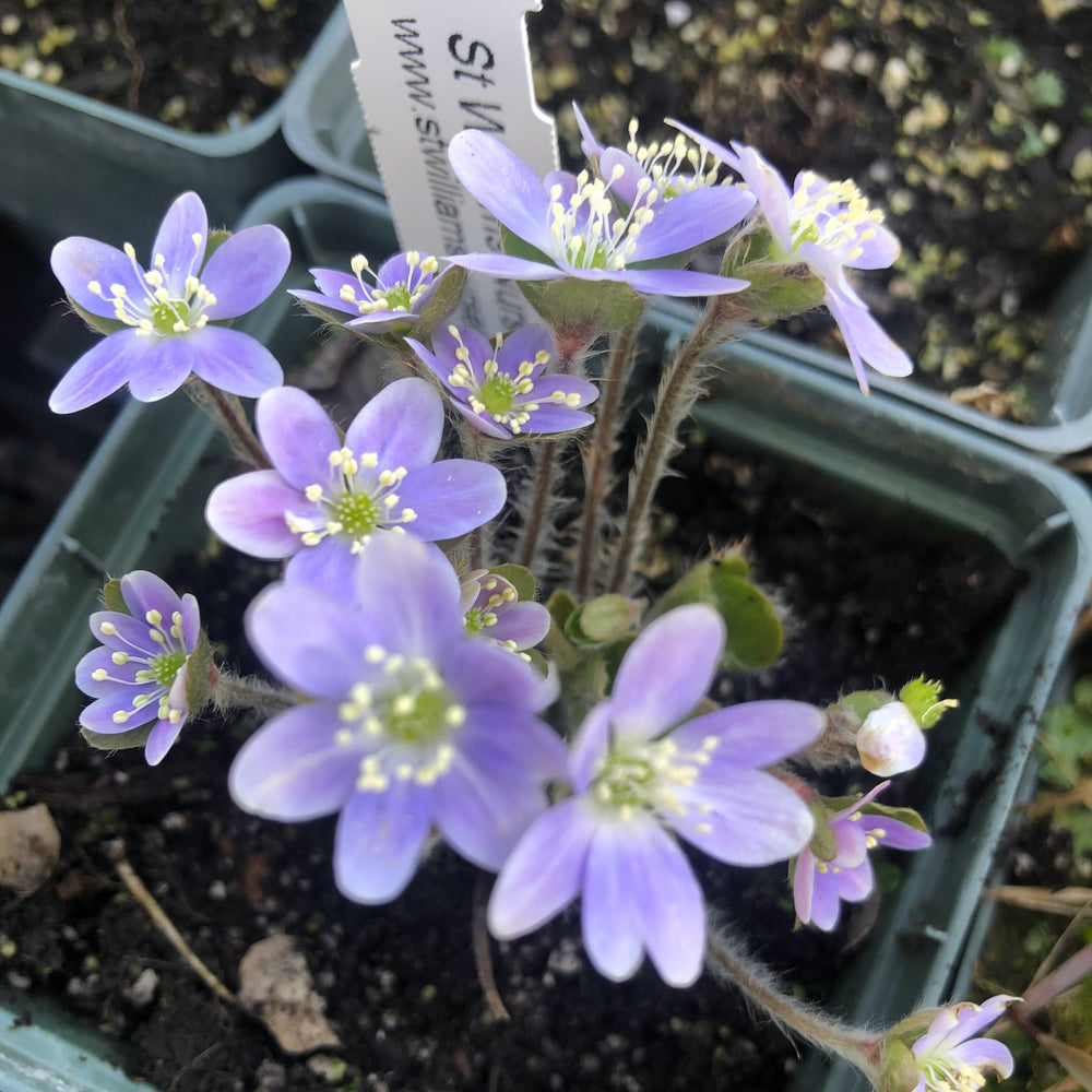
                  
                    single hepatica potted 4in
                  
                