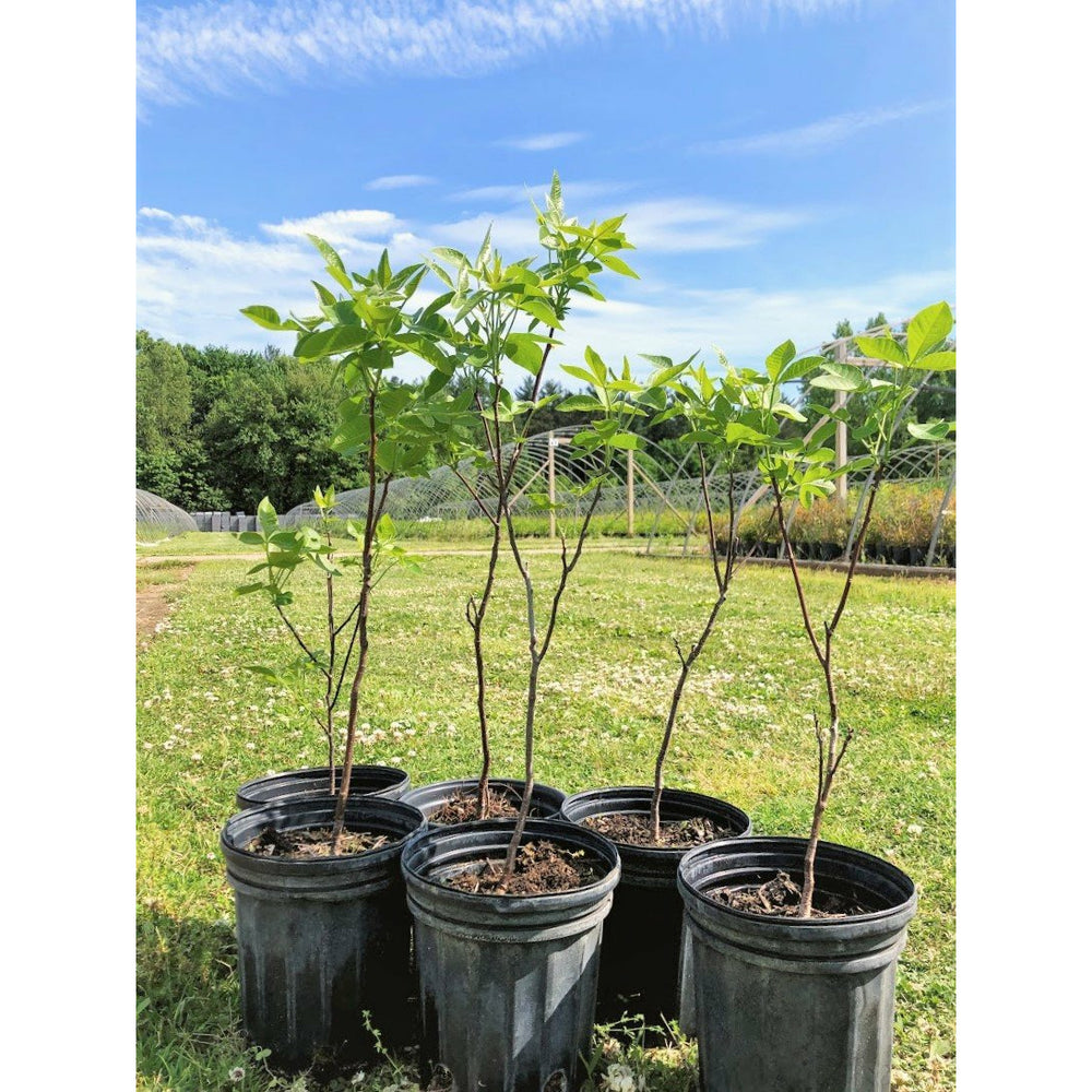 
                  
                    Multiple trees from 1 gallon lot
                  
                