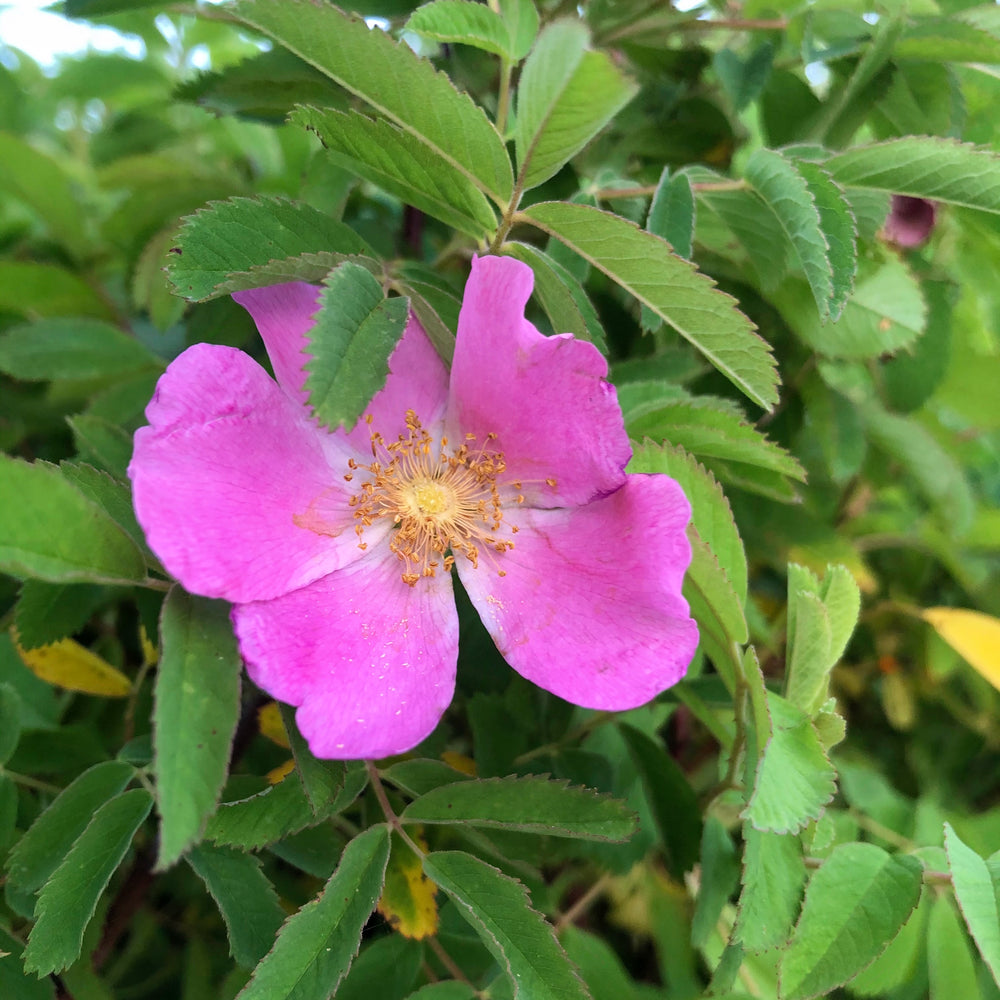 Ontario Rose bloom closeup