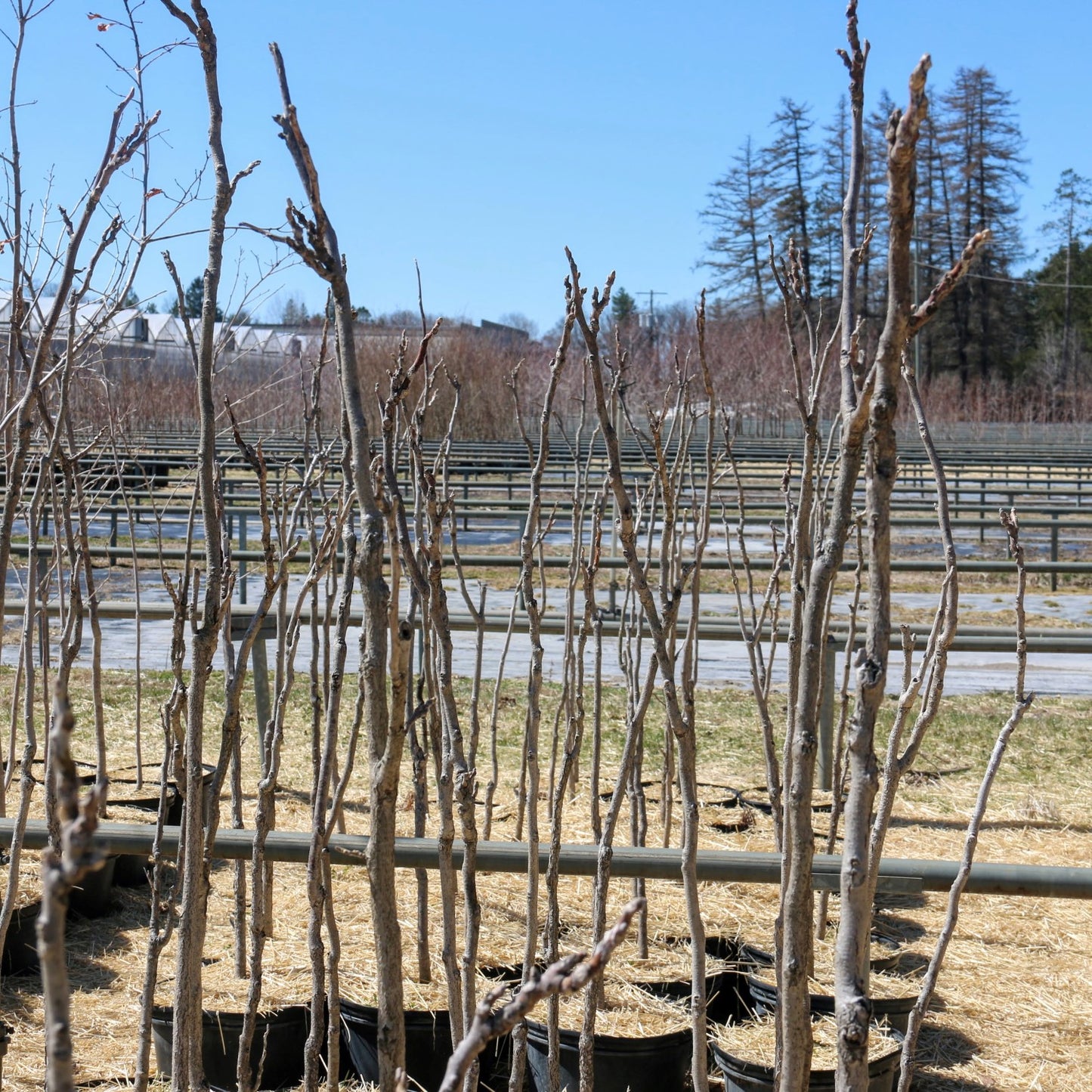 
                  
                    Spring dormant Kentucky tree potted stock
                  
                