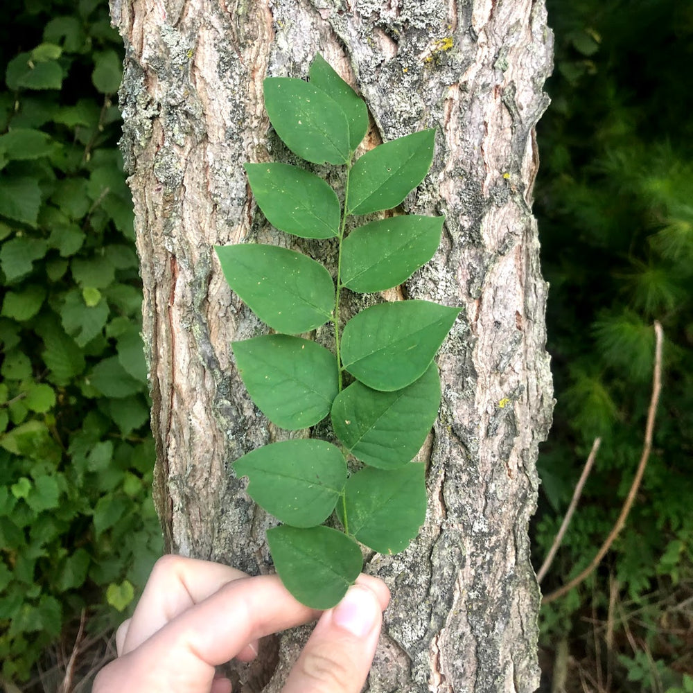 
                  
                    Ontario native Kentucky Coffee tree bark and leaf
                  
                