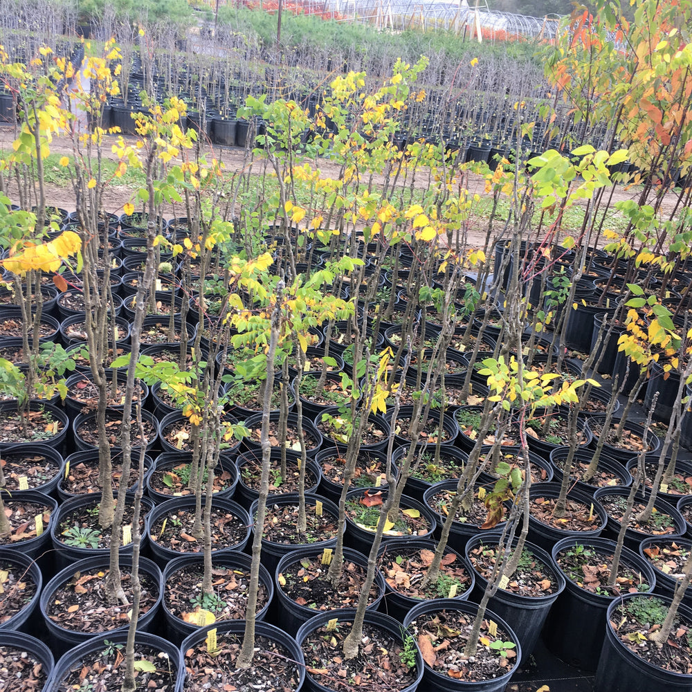 
                  
                    Potted trees at the nursery
                  
                