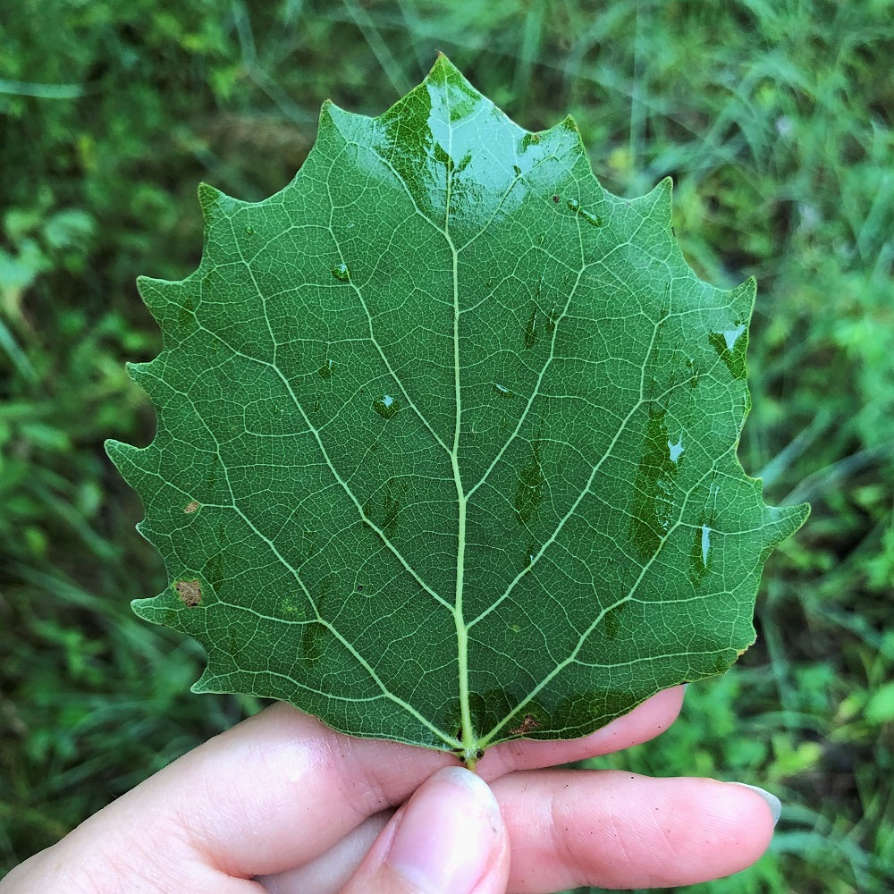 Largetooth aspen leaf 