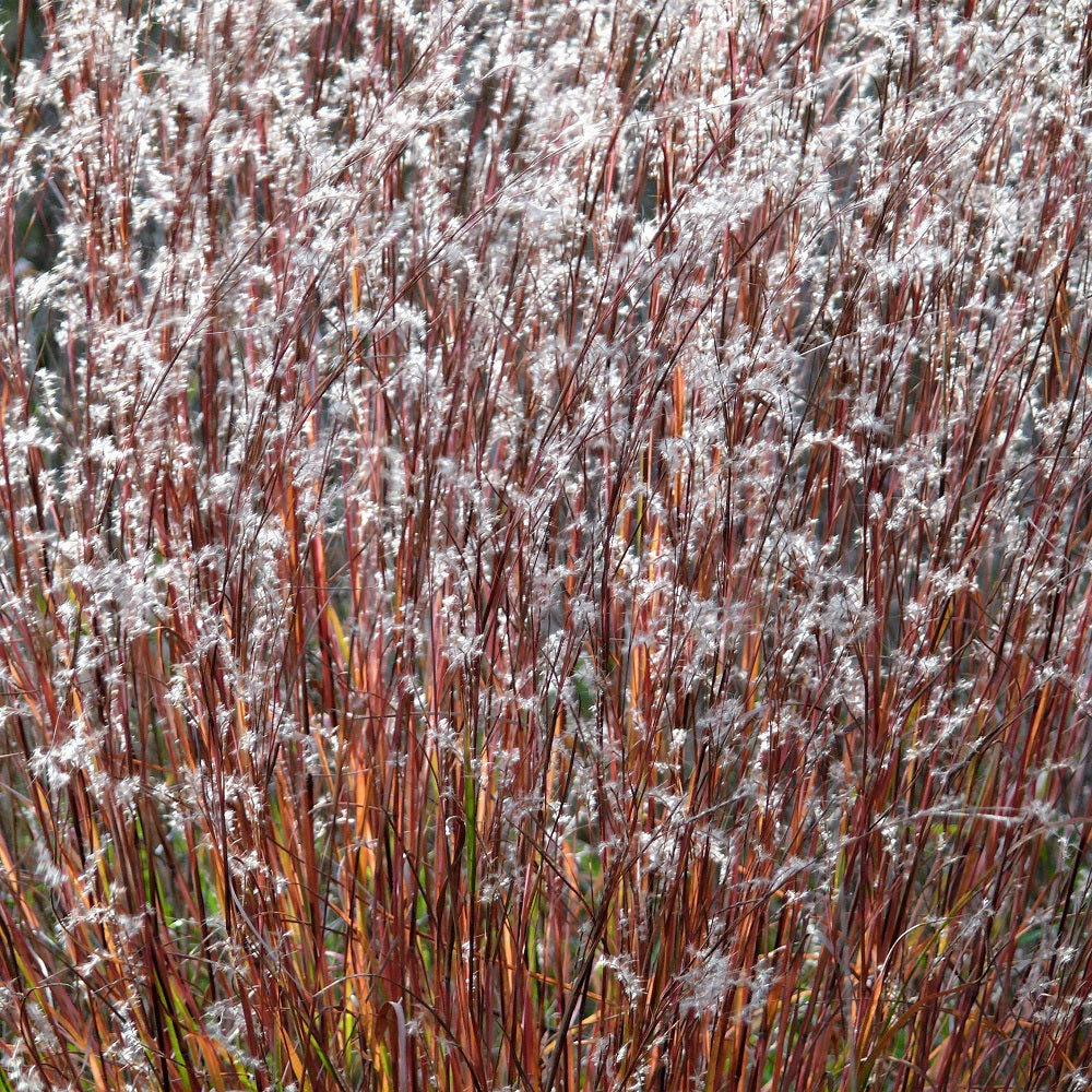 Little Bluestem grasses in fall