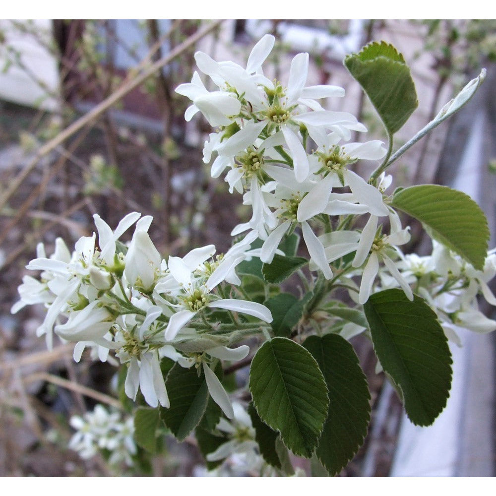 Low Serviceberry flowers