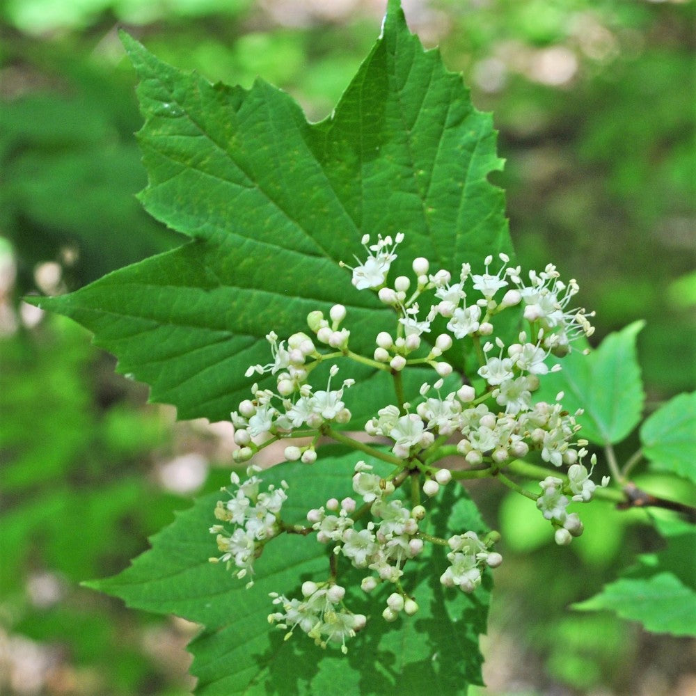 Maple-leaved viburnum