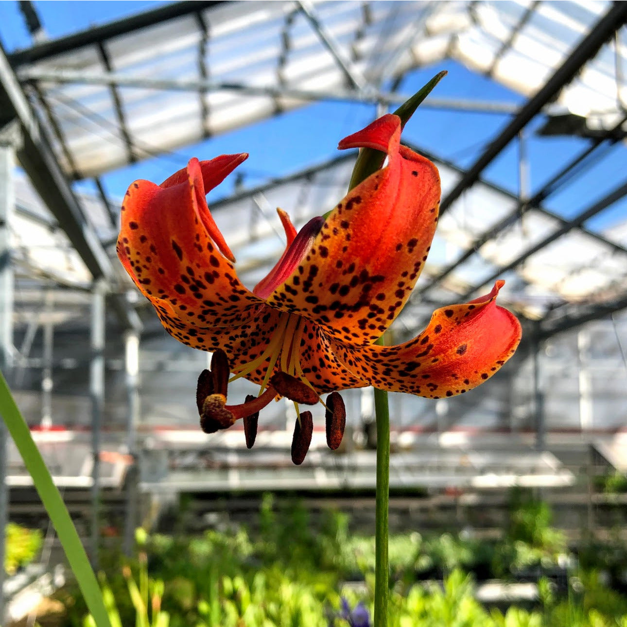 
                  
                    Michigan Lily blooming in greenhouse
                  
                