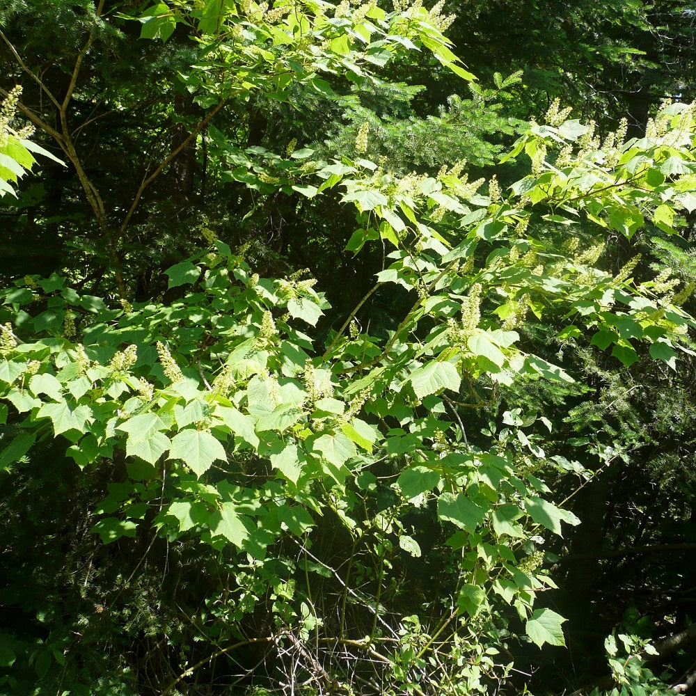 Mountain maple understory tree native