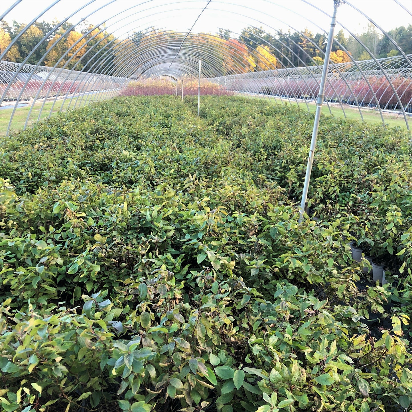 Pots in 1 gallon New Jersey Tea native plants