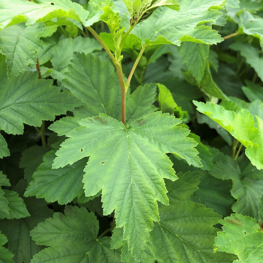 Ninebark shrub leaves