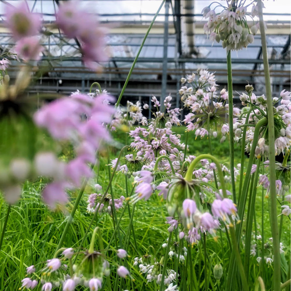 Nodding Wild Onion in flower in retractable greenhouse