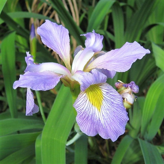 Southern or pale blue flag iris (Iris virginica)