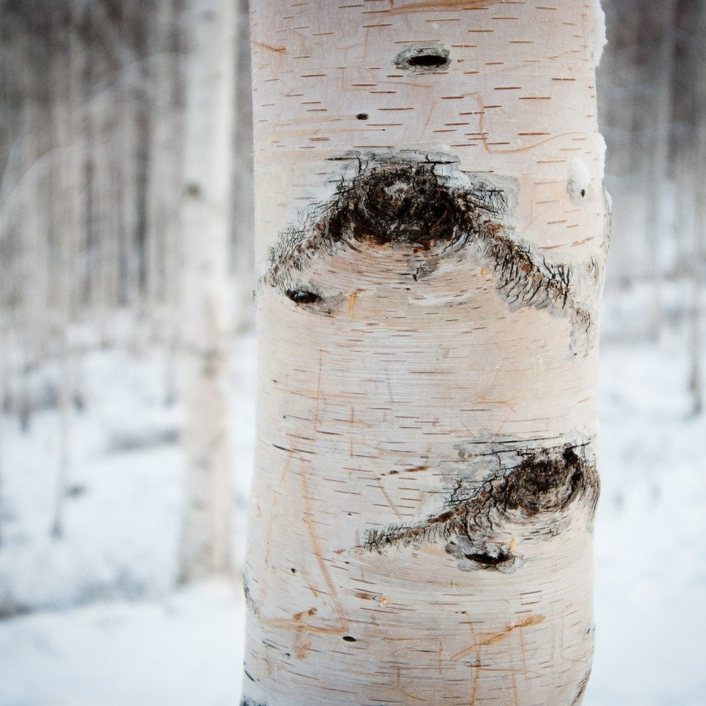 
                  
                    Paper birch bark in winter
                  
                