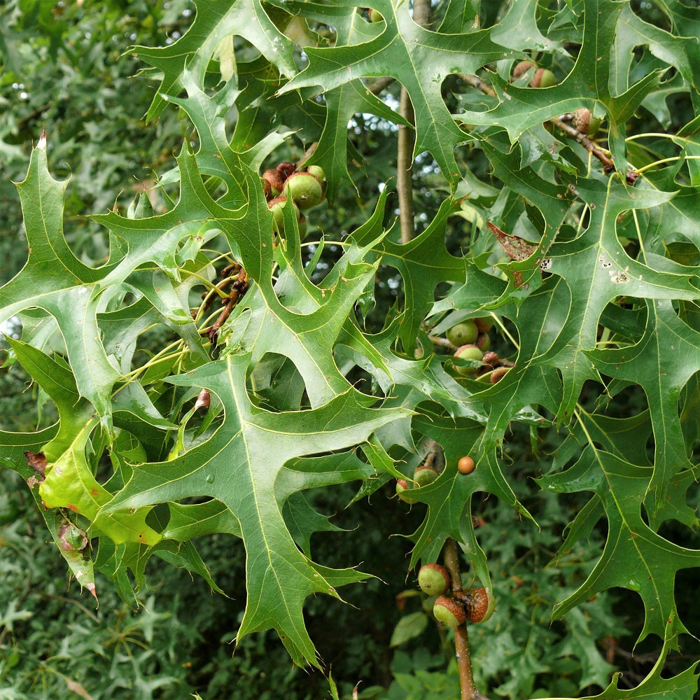 
                  
                    Pin Oak leaves - Ontario native
                  
                