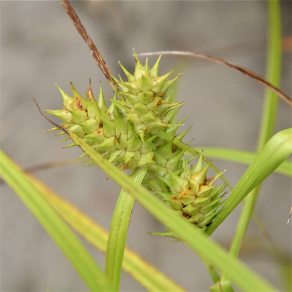 
                  
                    Porcupine Sedge - Carex hystericina
                  
                