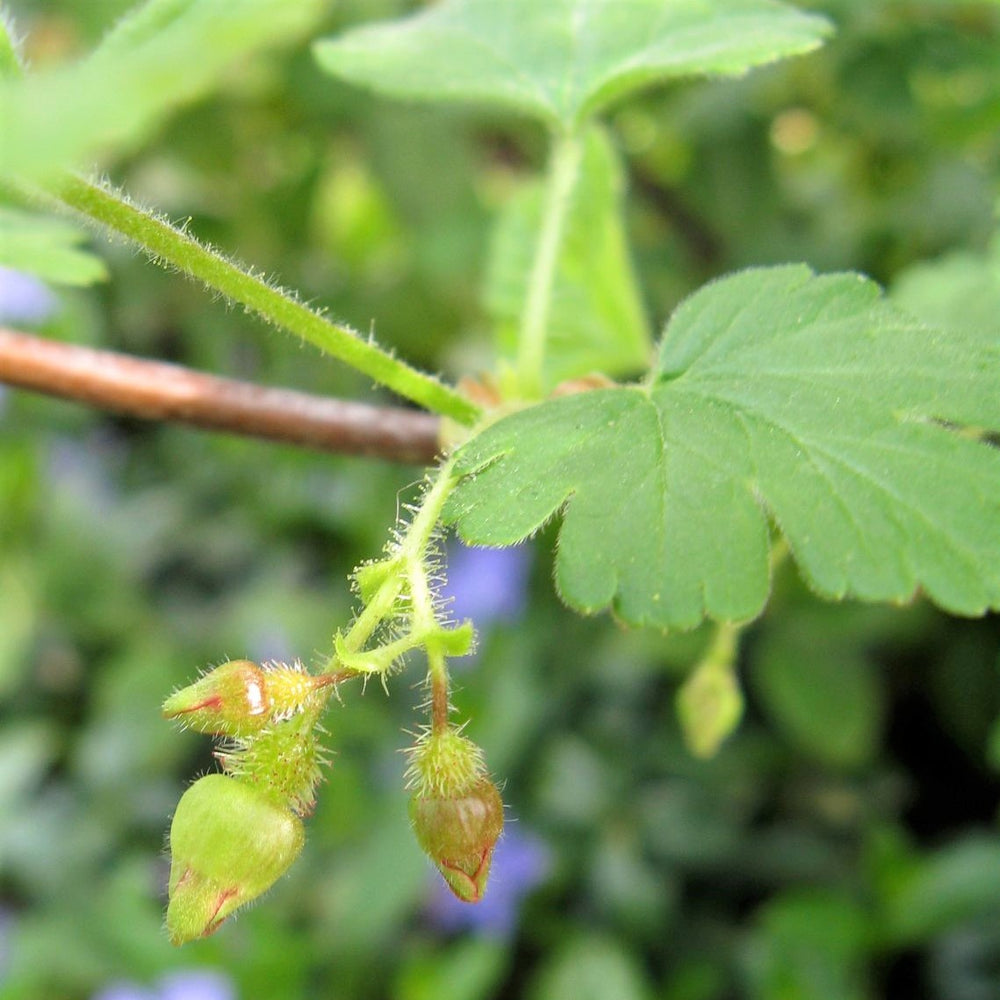 Prickly Gooseberries (Ontario native) - Ribes cynosbati