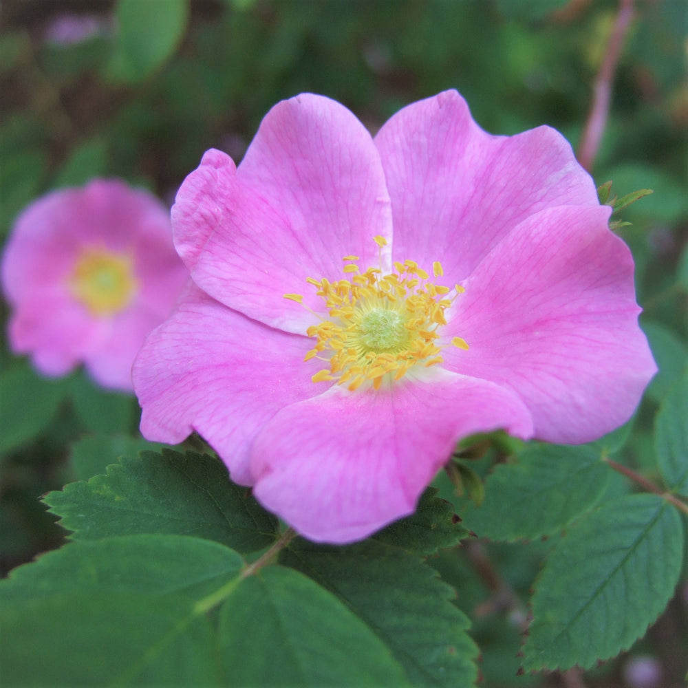 Prickly Wild Rose flowers - Rosa acicularis