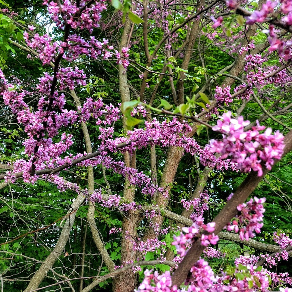 Redbud branches of spring flowers