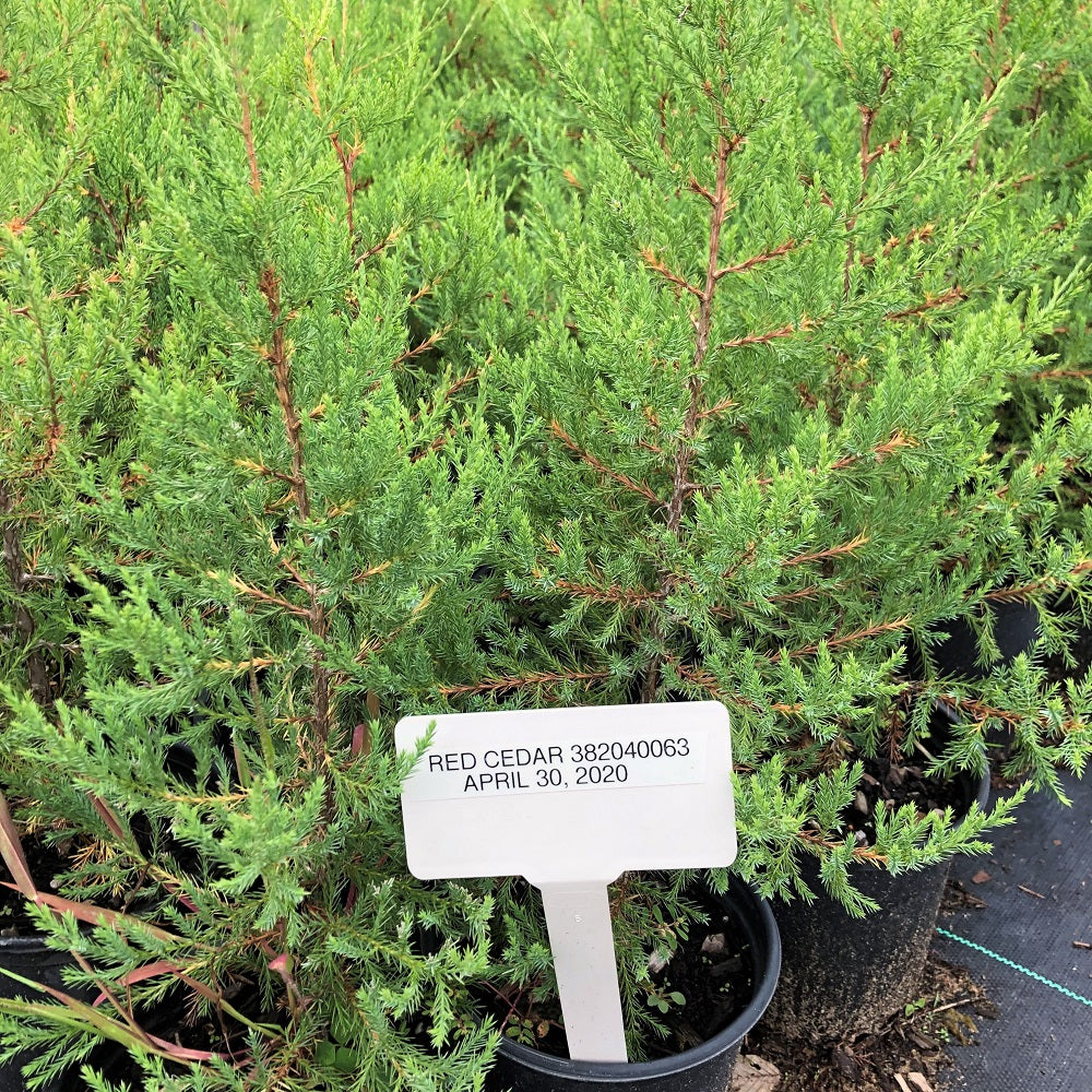 Potted red cedars