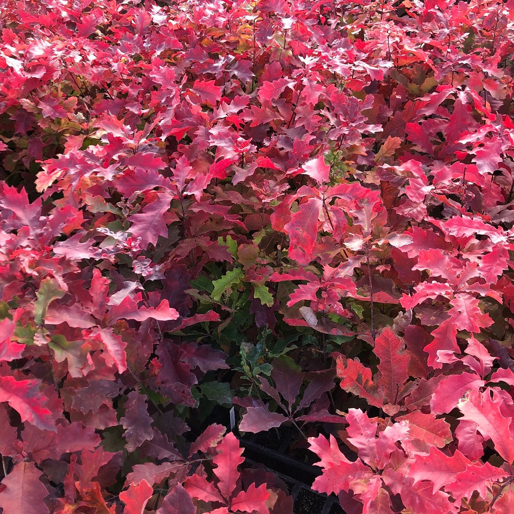 Red oak foliage in fall