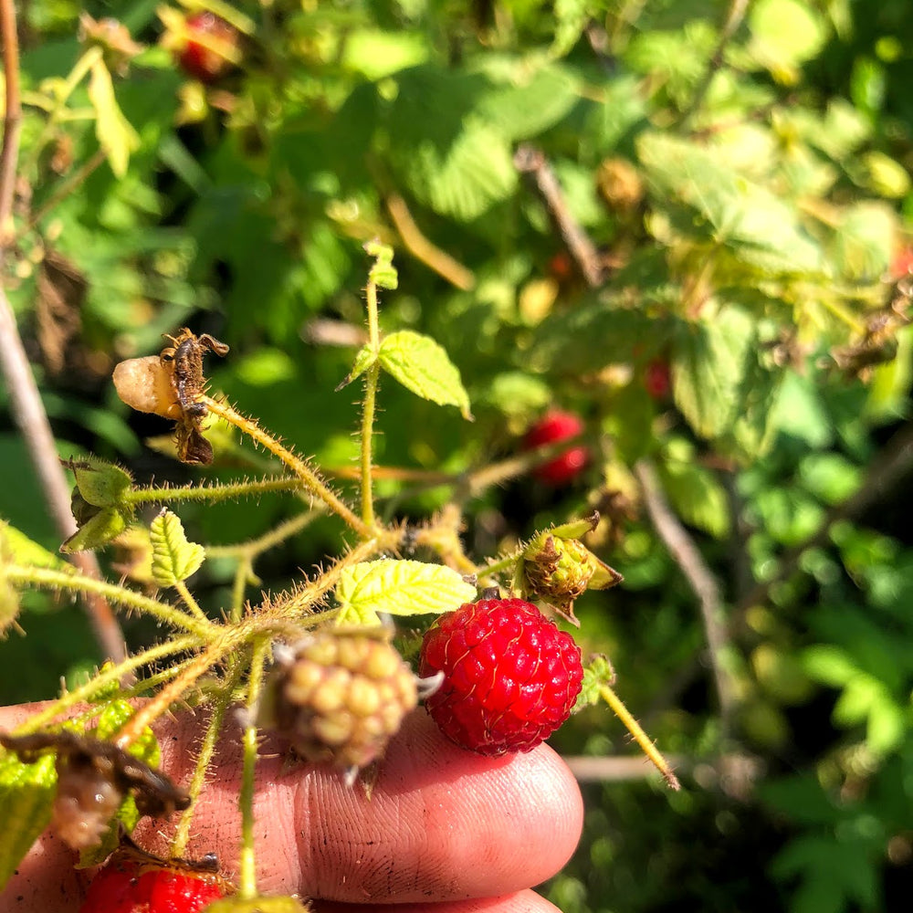 Red Raspberry - Rubus idaeus | Pots ready spring & fall