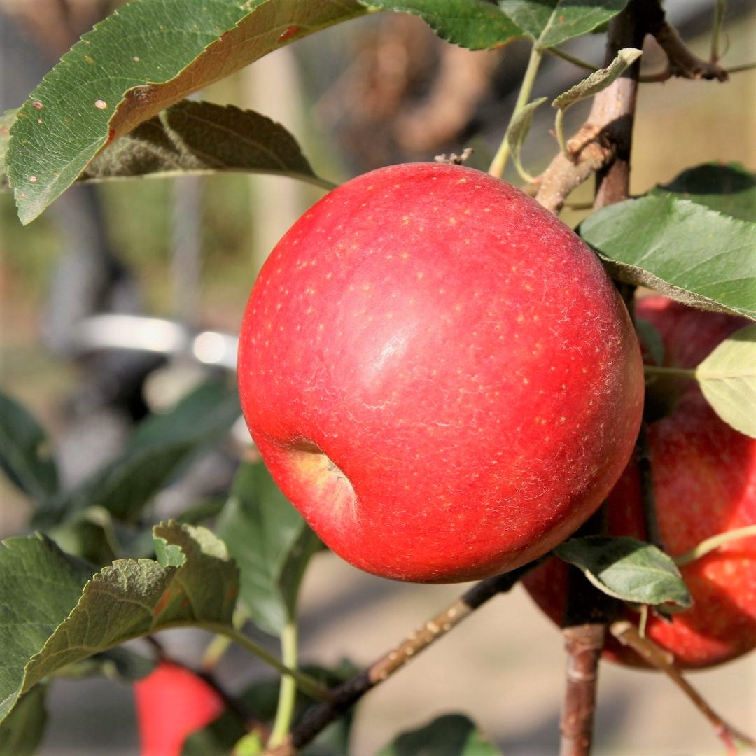 Royal Gala apples on tree