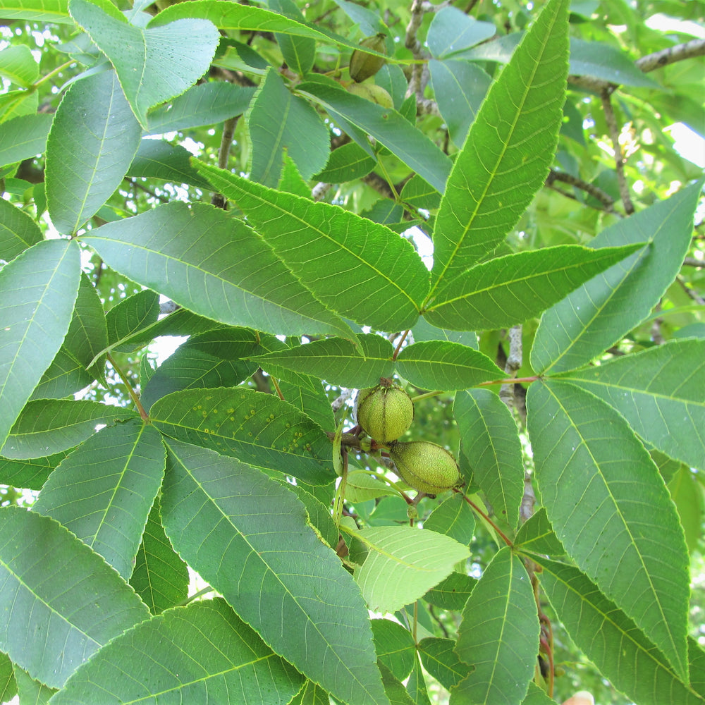 Shagbark hickory tree