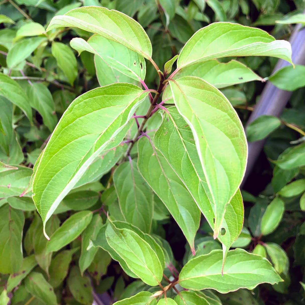 Silky Dogwood leaves of potted plants