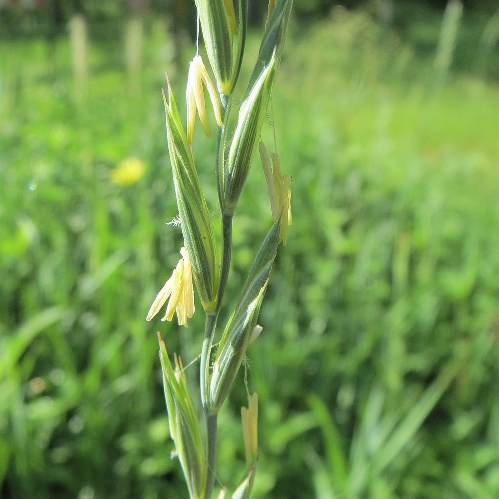 
                  
                    Slender Wheat Grass - Elymus trachycaulus
                  
                