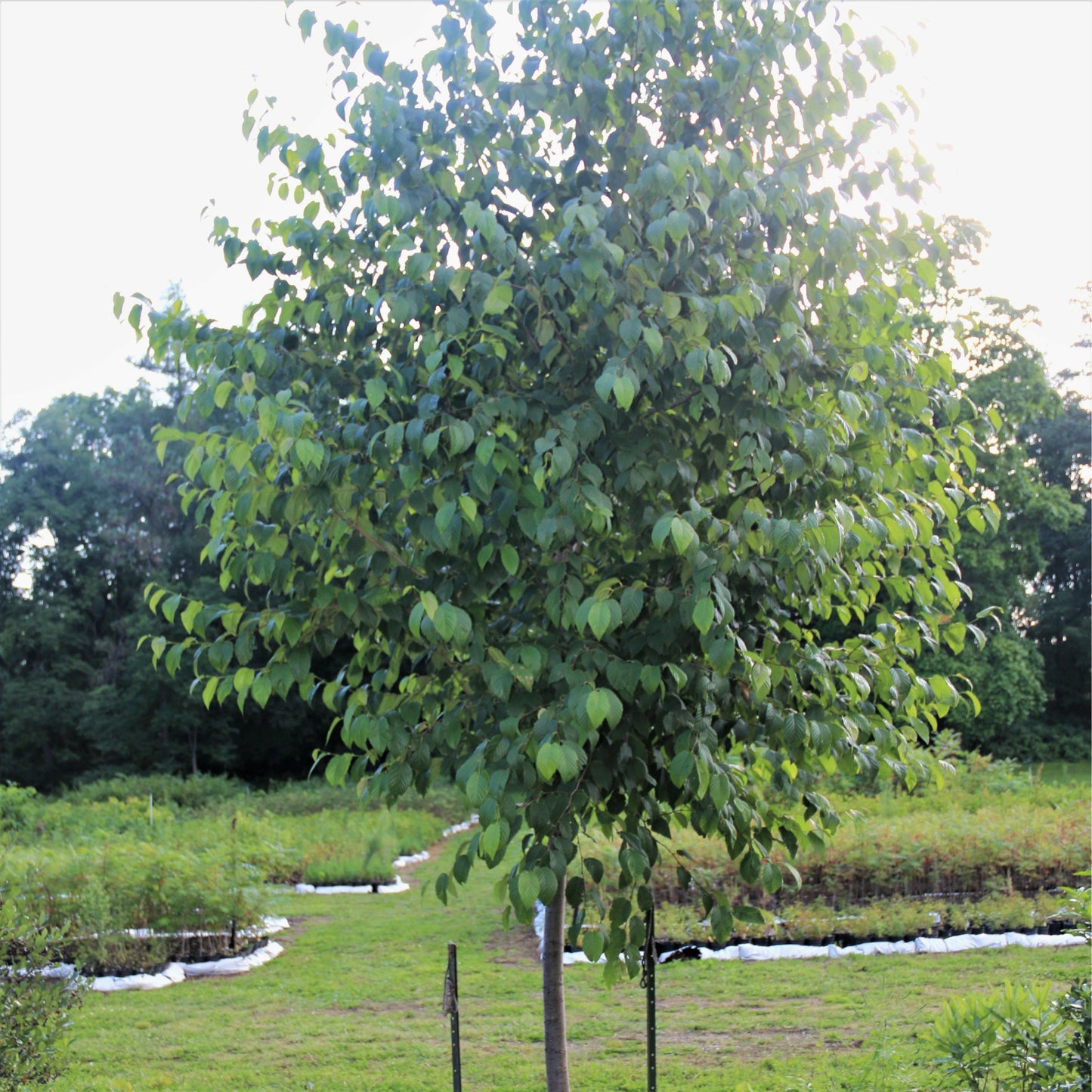 
                  
                    Mature alder tree
                  
                