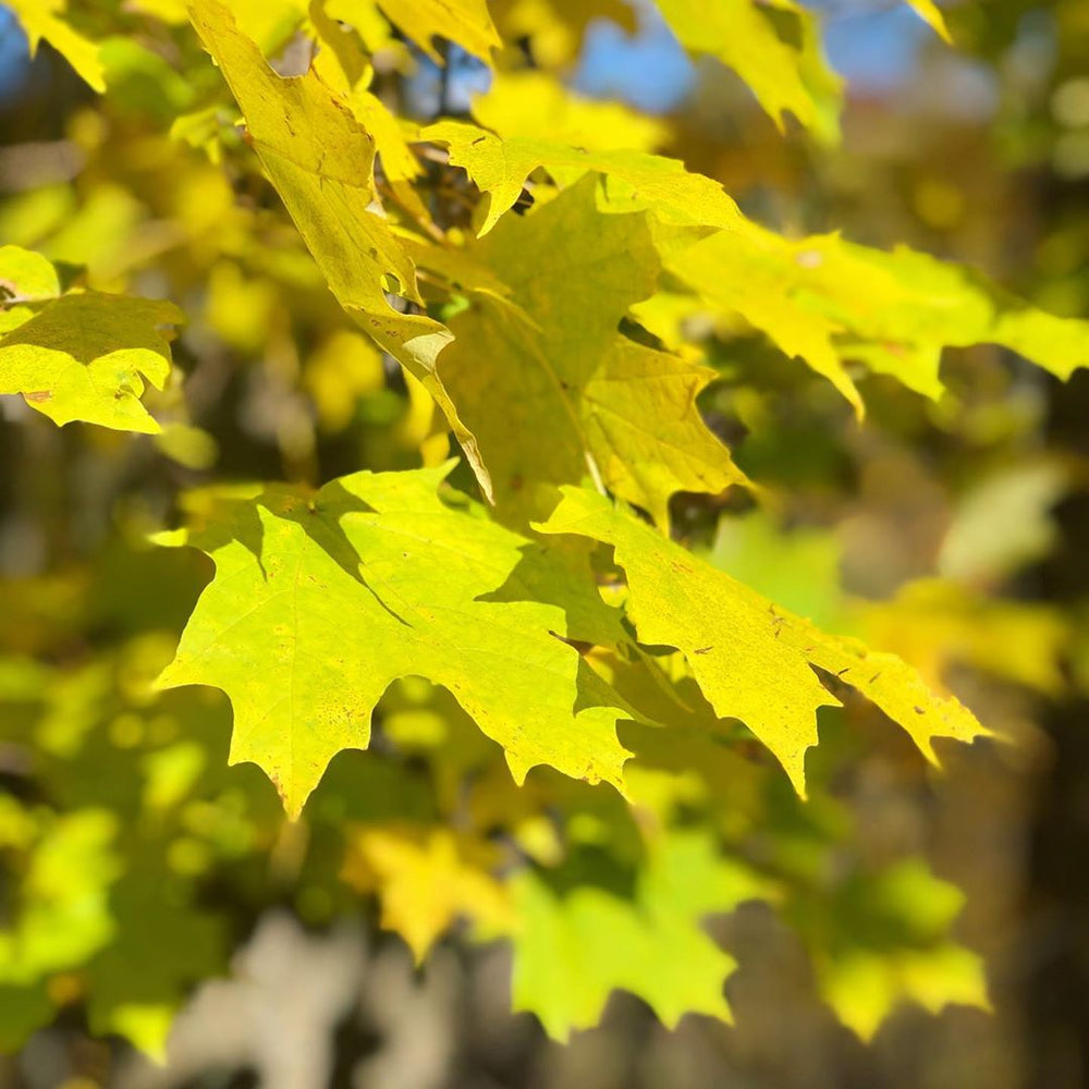 Sugar Maple leaves closeup in fall