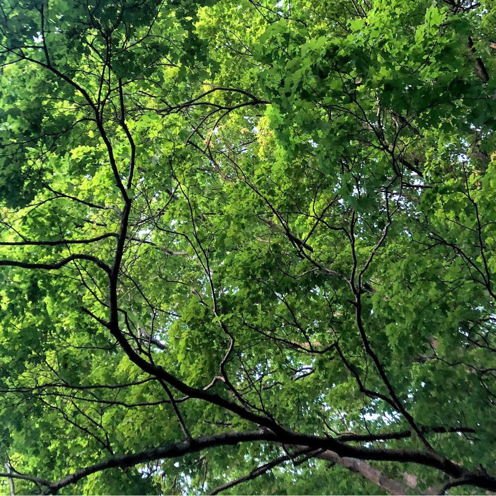 
                  
                    Summer foliage - Ontario native Sugar Maple trees
                  
                