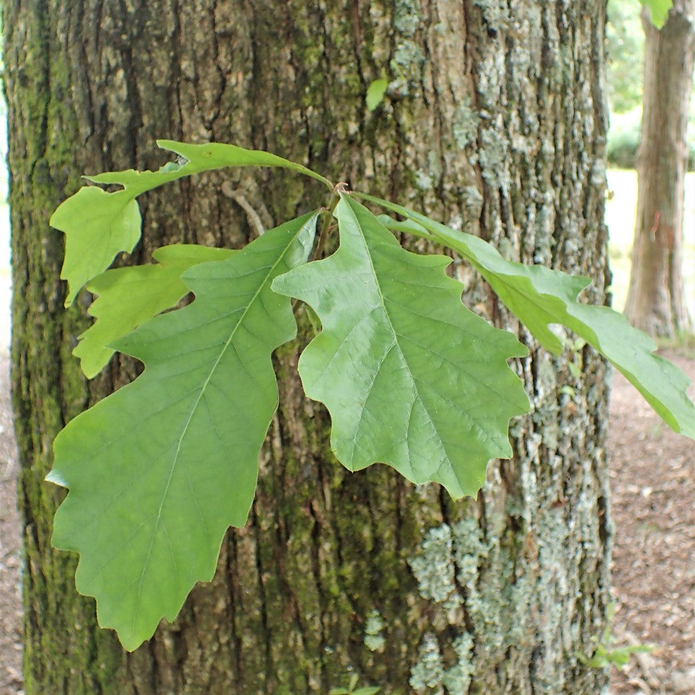 Leaves swamp white oak