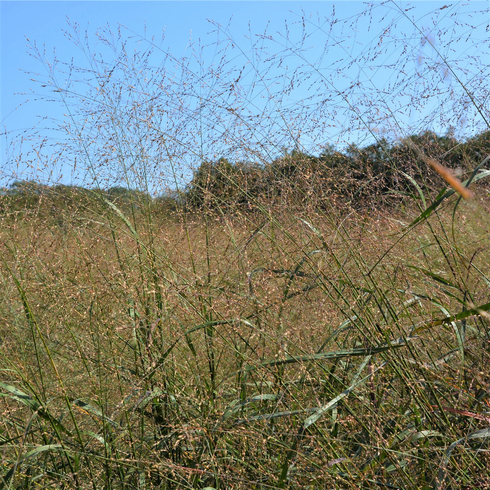 Switchgrass in field
