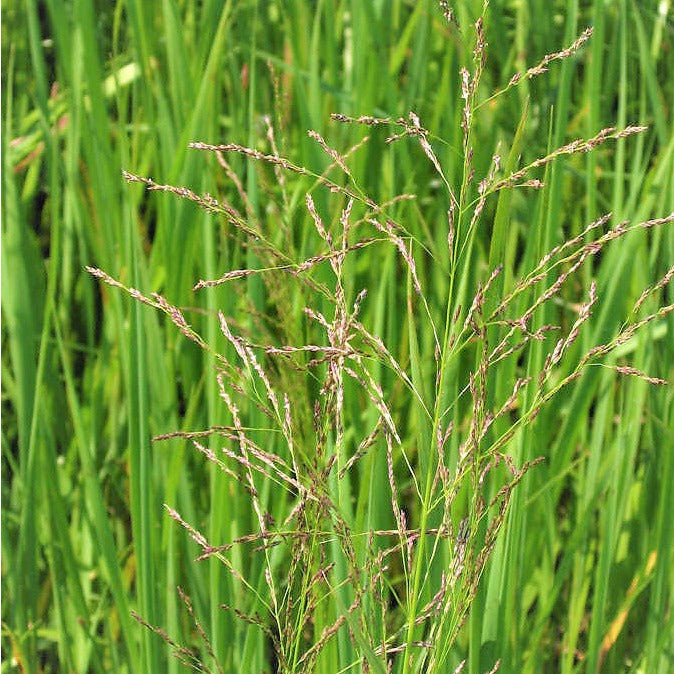 
                  
                    Tall Manna Grass;Reed Manna Grass - Glyceria grandis
                  
                