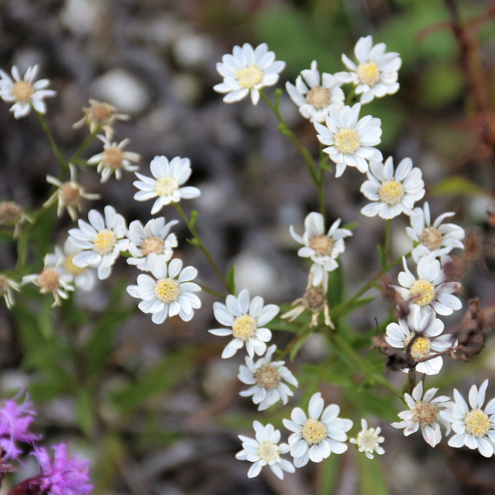 Upland White Aster / Goldenrod flowers