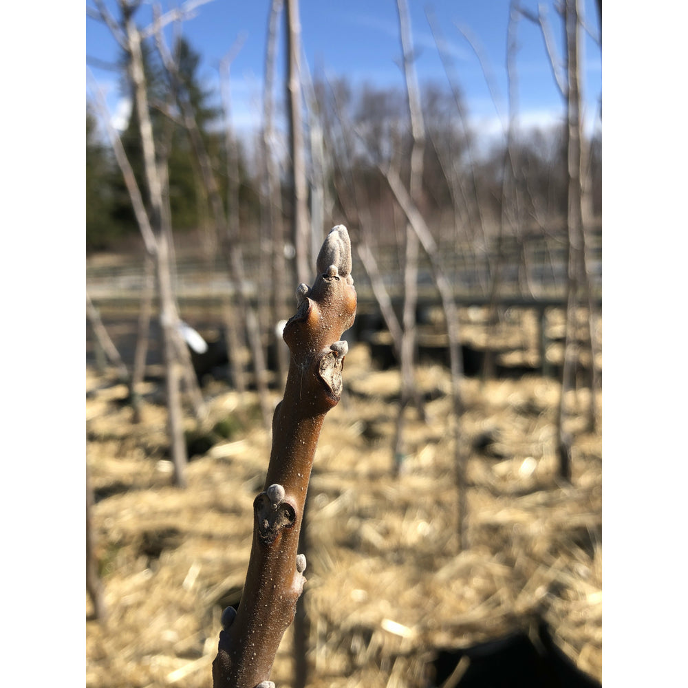 Ontario native Black Walnut (Juglans nigra) - Buds in spring