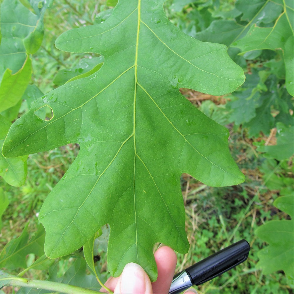 Ontario native White Oak leaf