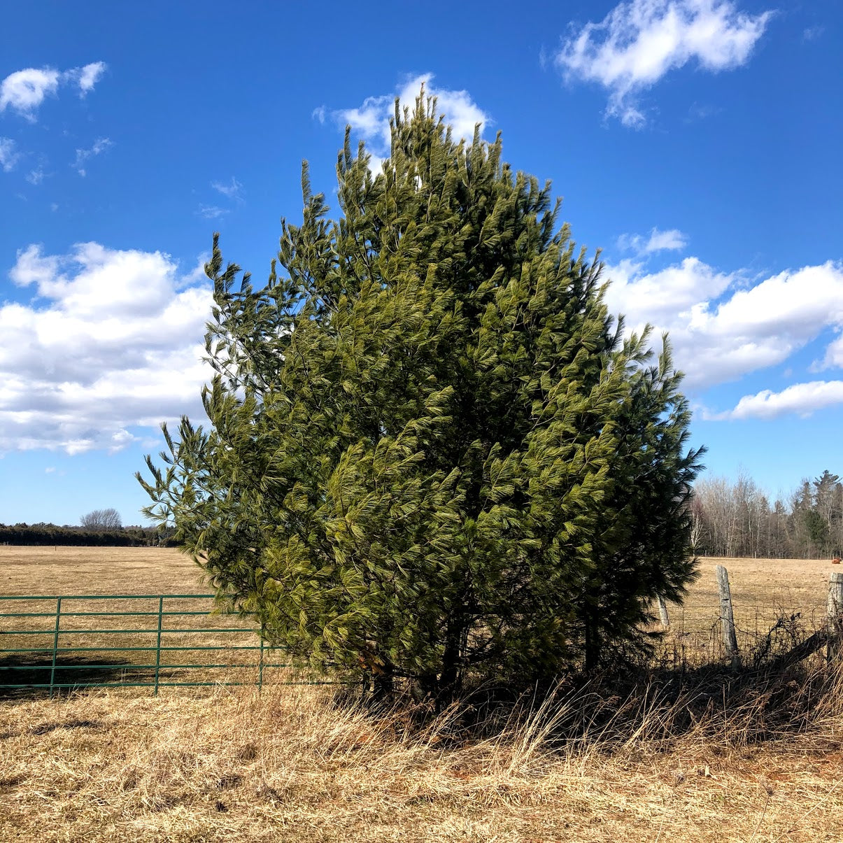 
                  
                    Tree on farm property
                  
                
