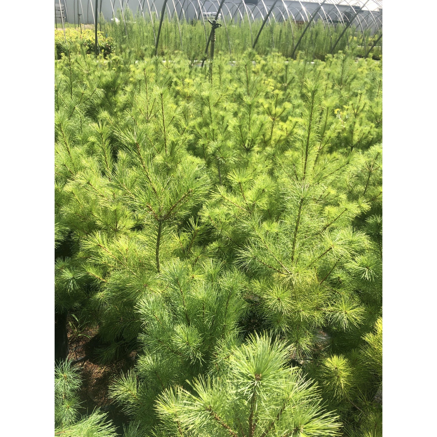 
                  
                    Potted pine lot 2
                  
                